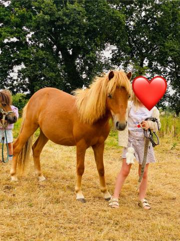 Poney hongre origine constatée 