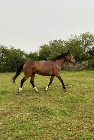 Poulinière sf pleine