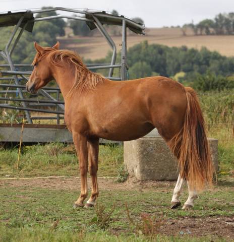 Très belle pfs 2 ans pour le sport ou le loisir