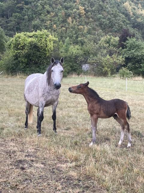 Poulain 2025 welsh part bred