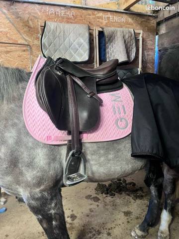 Selle Dalso Gold by Tattini 17.5