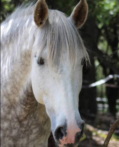 Demi-pension jument sur gardanne (13)