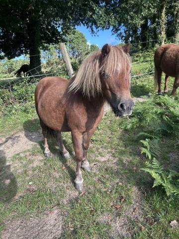 Jument type shetland onc