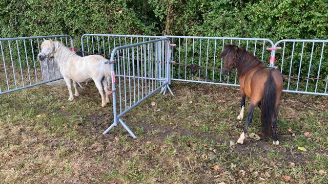 Jeune cheval amha