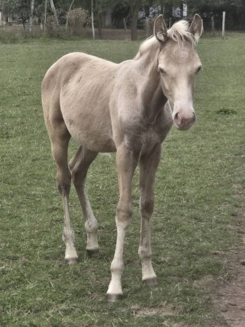 Poulain rocky mountain horse silver champagne