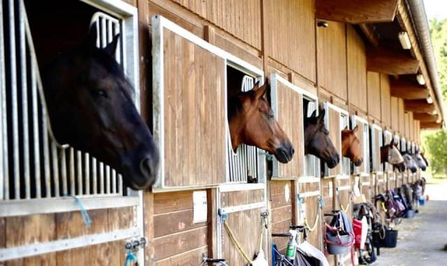 Recherche palefrenier /soigneur 