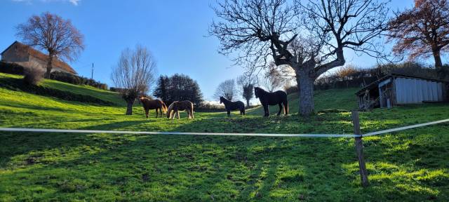Pension près chevaux 
