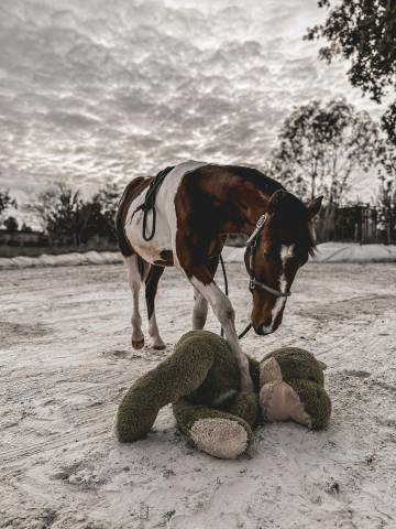 Cheval pie à vendre