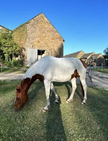 Cheval paint horse hongre