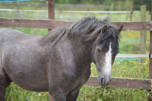 Welsh pony 3 ans top lignées sport