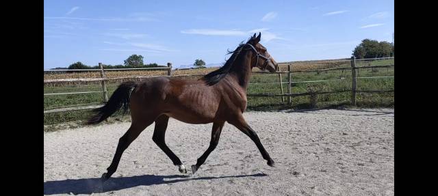 Poulain 1 an typé sport 