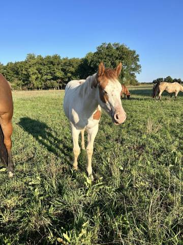 Paint horse - filly 2025 - tovero dun