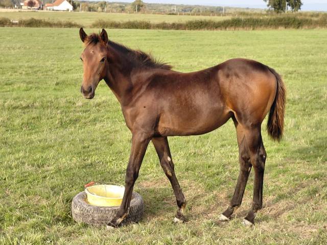 Foal aqps à réserver au sevrage