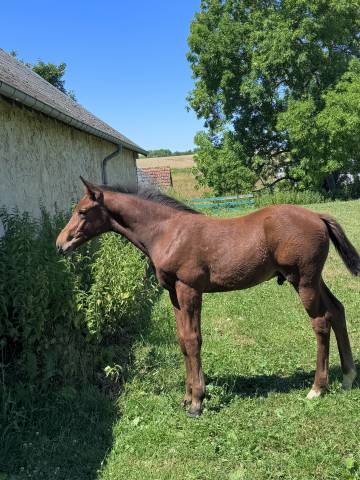 Poulain mâle par diamant de semilly