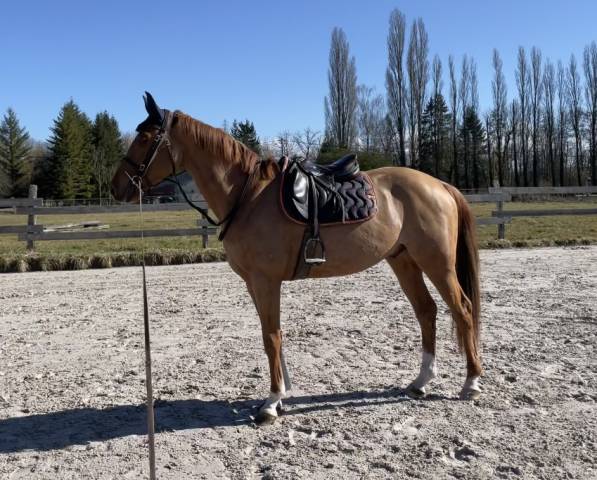 Selle français 4 ans.