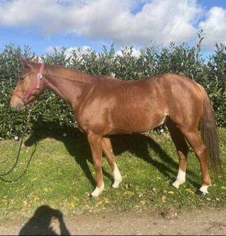 Selle français 4 ans.