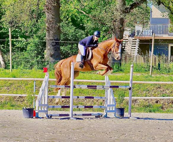 Chevaux De Sport CSO Saut D Obstacle Vendre Equirodi France Chevaux De Sport CSO Saut D Obstacle Vendre Equirodi France