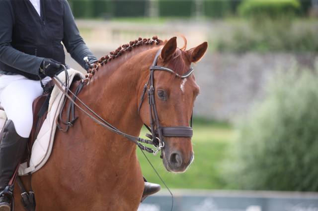 Bride Devoucoux Harmonie havanne