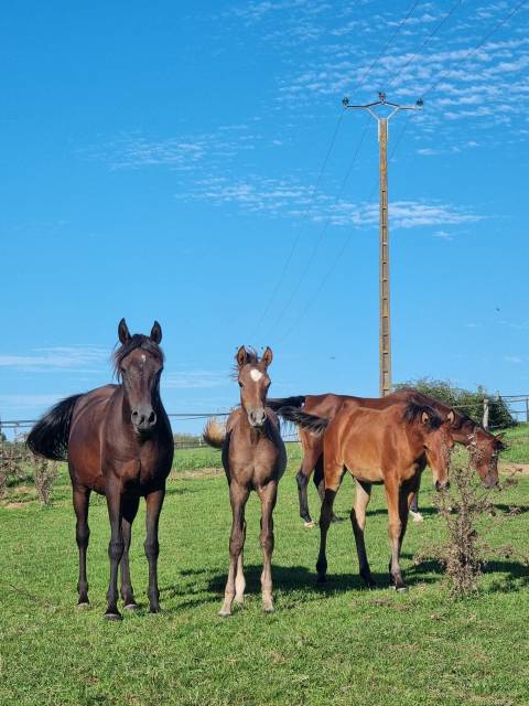 Poulain pur sang arabe abyad rej