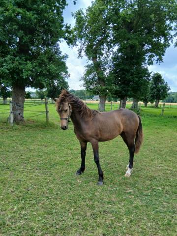 Poulain français de selle 15 mois