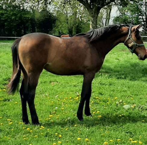 Pouliche sf par up to you 