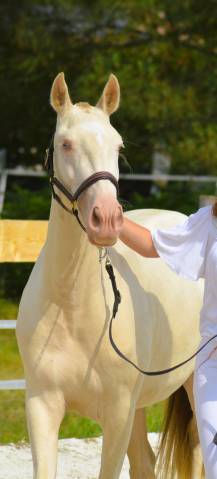 Pur race lusitanien  pp pouliche creme