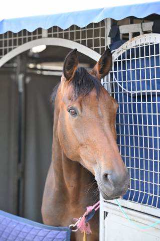 Magnifique jument 8ans amateur elite