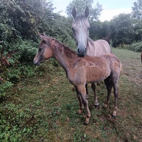 Pouliche ps arabe égyptien