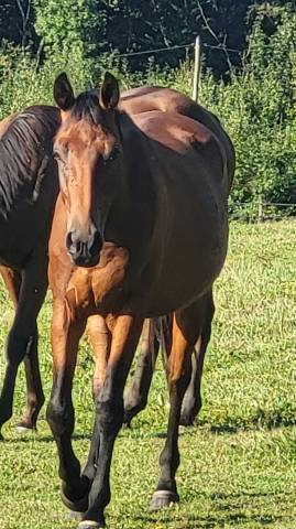 Jeune cheval