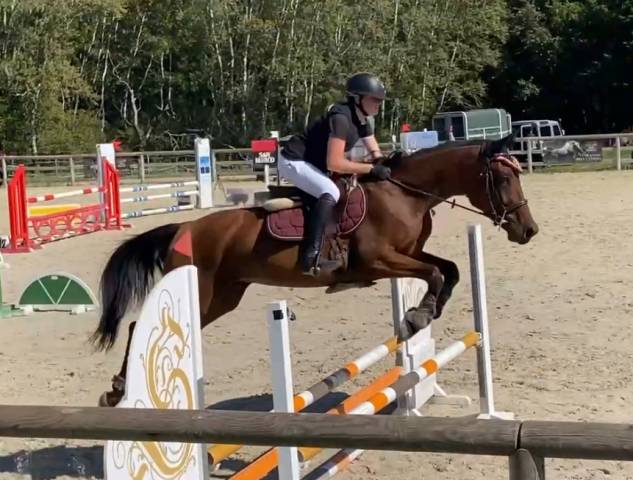 Hongre 4 ans cso