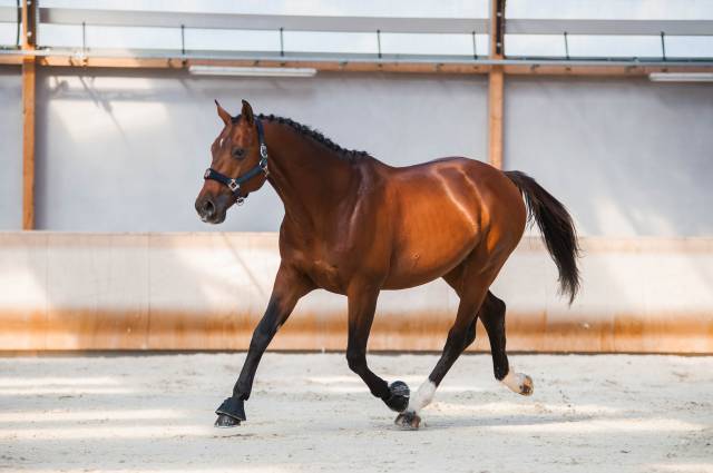 Cavalier jeunes chevaux