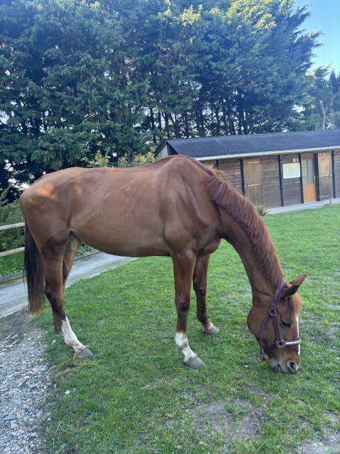 Cheval 5 ans