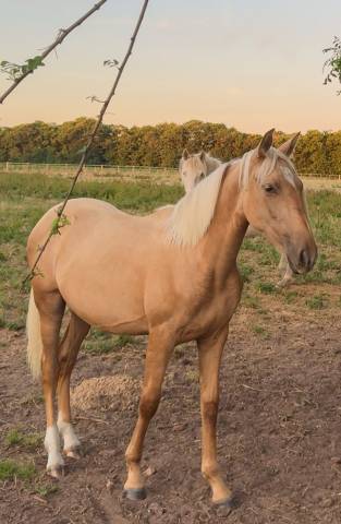 Pouliche pure race espagnole 