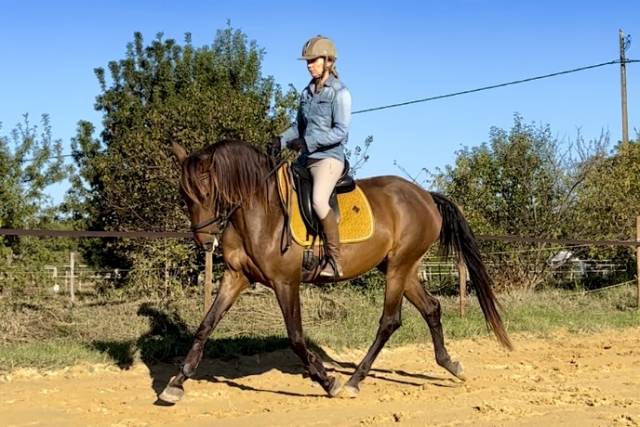 Jument lusitanienne 6 ans par equador mvl