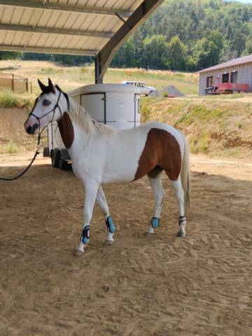 Paint horse - hongre oc