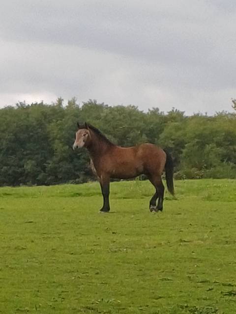 Poney mâle new forest