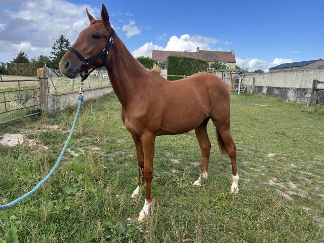 à vendre – pouliche trotteur français plein papier