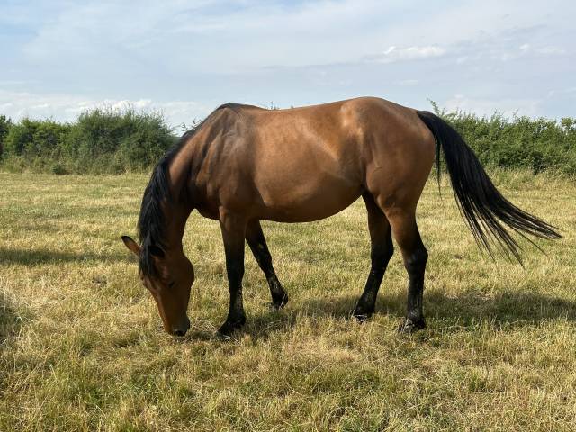 à vendre belle jument de 6ans .
