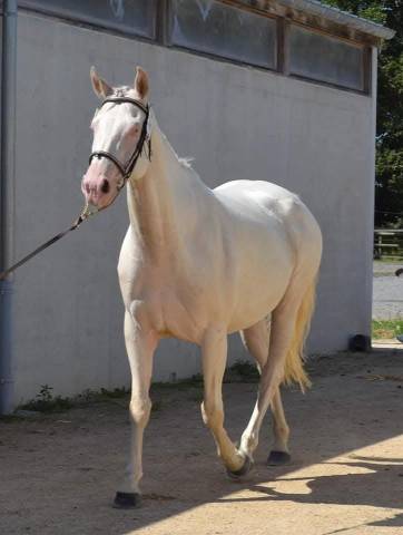 Poulinière cremello labelisée selle français