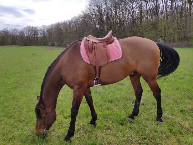 Darroze 17' siège semi creux 