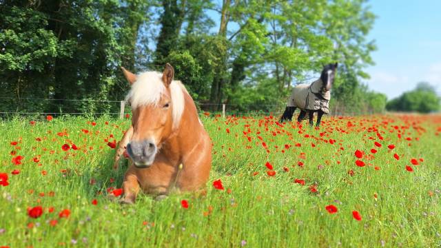 Pension ecurie active