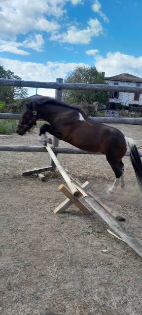 Poney oc welshxshetland