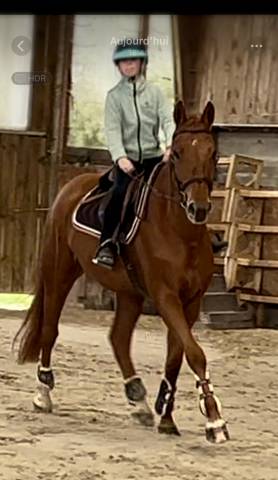 Hongre sf 7 ans okavongo semilly