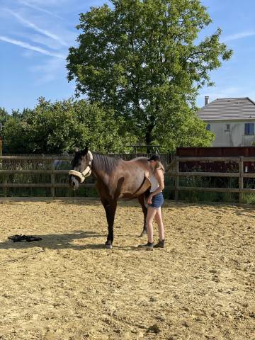 Recherche poste palefreniere/soigneuse