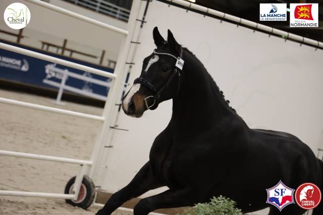 Selle francais - 3 ans - bai fonce hongre - 160 cm