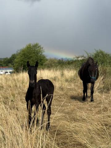 Prada - pouliche frison