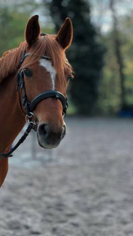 Poney (femelle) alezan 11 ans