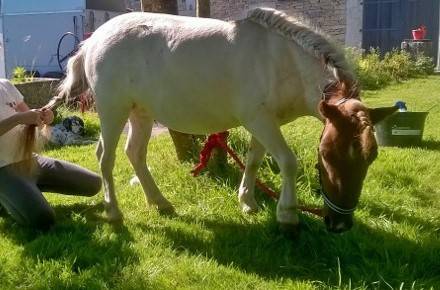 Ponette type shetland 7 ans