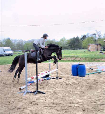 Petit cheval oc de 5 ans