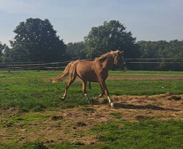 Poney taille d par dragibus du rouget